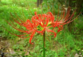 25 Red Spider Lily ( Lycoris Radiata) Surprise Lily Bulbs - £19.42 GBP