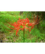 25 Red Spider Lily ( Lycoris Radiata) Surprise Lily Bulbs - £19.42 GBP