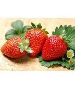 Albion Everbearing Strawberry 25 Bare Root Plants - NEW! Extra Large &amp; S... - €49,26 EUR