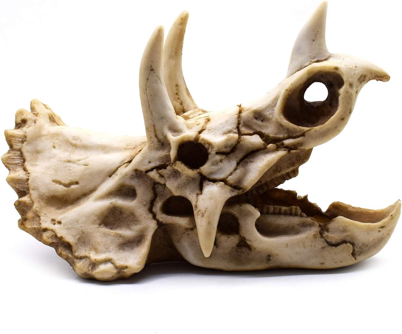 Resin Dinosaur Skeleton Triceratops Imitation Skull Model Home Office Display D Item image 2