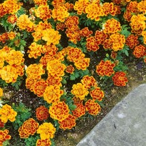 French Marigold Tagetes Patula Durango Flame Flower Seeds 500 Seeds USA Fast Shi - £16.10 GBP