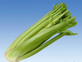 VP Tall Utah Celery Apium Graveolens Dulce Vegetable 1000 Seeds - £3.83 GBP