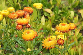 50 Yellow Double Strawflower Helichrysum Bracteatum Flower Seeds Fresh Gardening - $10.60