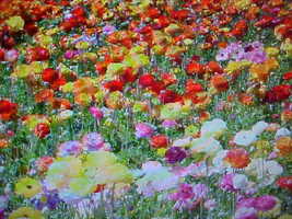 1/3 POUND (5.5 OUNCES)  A&amp;P WILDFLOWER SEEDS.  24 VARIETY MIXTURE OF SEEDS  - £31.85 GBP