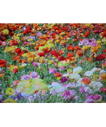 1/3 POUND (5.5 OUNCES)  A&amp;P WILDFLOWER SEEDS.  24 VARIETY MIXTURE OF SEEDS  - £31.32 GBP