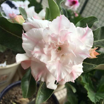 Adenium Light Pinkish White Flower Seeds 2 Seeds 6 Layer Big Blooms Bonsai Deser - $6.22