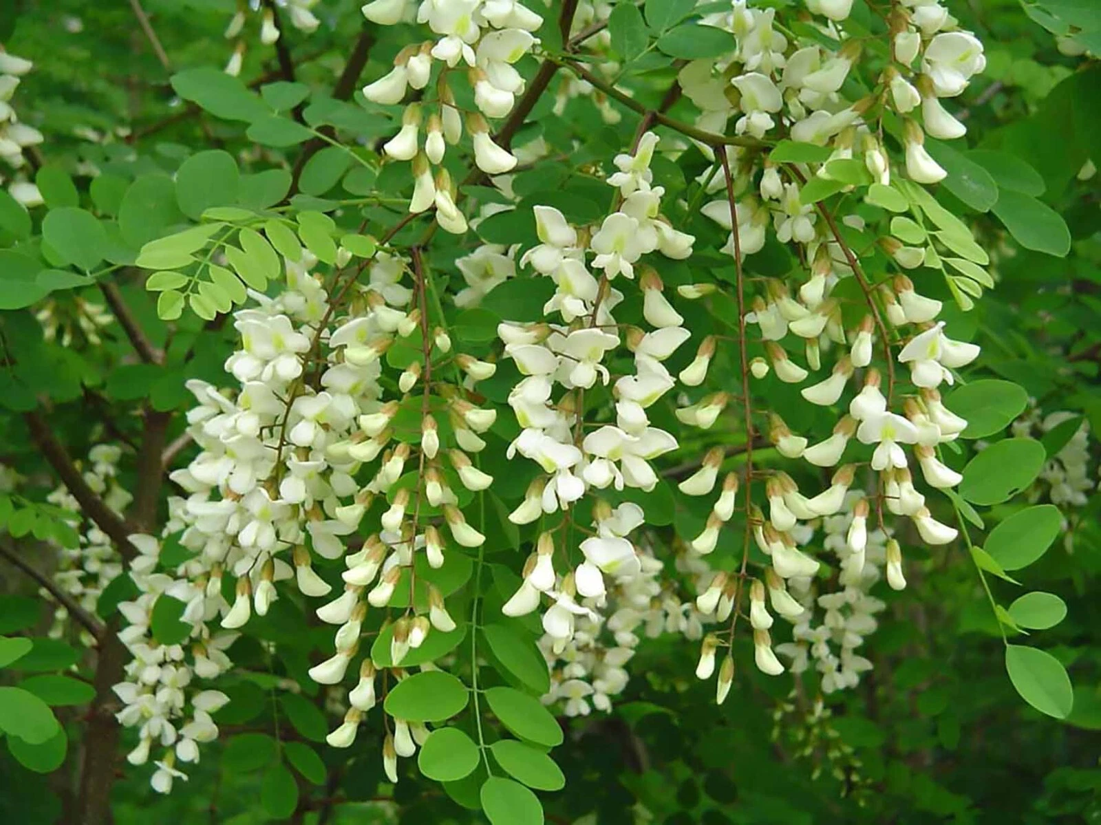 Black Locust, Robinia pseudoacacia, Tree Seeds (Fast, Hardy, Fragrant) - $9.17