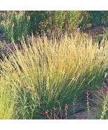 30 Sideoats Grama Grass Seeds Bouteloua Curtipendula Fresh Seeds - €10,85 EUR