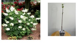 Hydrangea quercifolia - Oakleaf Hydrangea Shrub - 6-10" Tall Live Plant - 4" Pot - $72.99