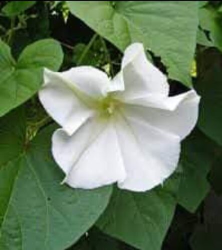 MBK 30 Moonflower Vine (Ipomonea Alba) White Morning Glory Night Bloomin... - $8.79