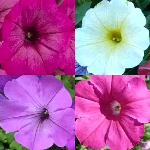 2000+ Petunia Seeds Hummingbird Mix Butterflies Flowers Container Non-Gmo Garden - £7.29 GBP