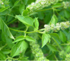 EASY TO GROW SEED - 250 Seeds Lemon Basil - £3.13 GBP