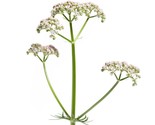 Valeriana Officinalis Medicinal Sleep Herb 50+ Seeds - $3.49