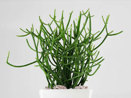 Fresh Cuttings Pencil Cactus Euphorbia tirucalli Succulent - £10.91 GBP