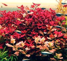 "Ludwigia Palustris Super Red Mini - Vibrant Aquarium Live Plant" Aquasc... - $5.93