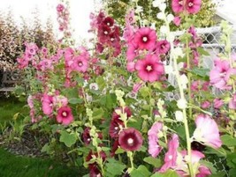 VP Mixed Colors Hollyhock King Henry Viii Mix Alcea Rosea Flower 50 Seeds - £3.83 GBP