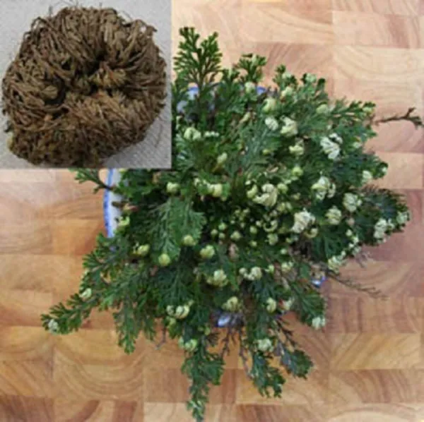 Live Resurrection Plant Rose Of Jericho Dinosaur Fern Miracle Air Ping Fresh - £19.18 GBP