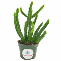 Huernia Red Dragon Stapelia Cactus / Huernia penzigii, in 4 inch pot - £22.35 GBP