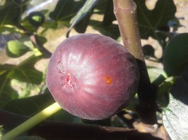 2.5&quot; Pot - Chicago Edible Fig Plant - Ficus - Hardy - The Hardiest Fig - $59.99
