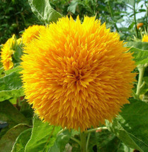 Teddy Bear Sunflower Dwarf Fluffy Gold Sun Flower Sungold Garden Usa Shipping - £7.64 GBP