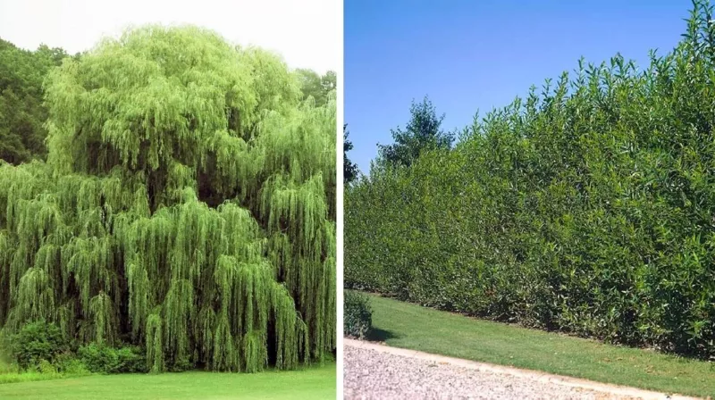 4 Huge 5 Foot Tall Hybrid Willow Cuttings - £77.58 GBP