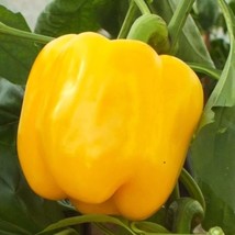 Golden Cal Wonder Sweet Bell Pepper Seeds Yellow California Belle Peppers Guero  - $9.90