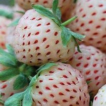 Strawberry white - £1.39 GBP