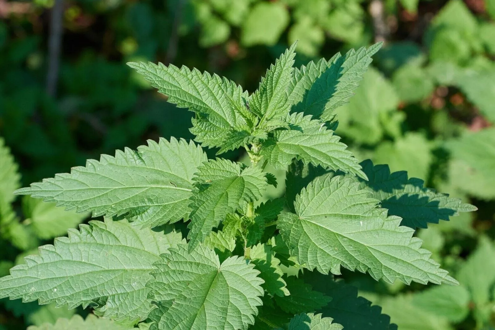 KS Stinging Nettle Medicinal Urtica Dioica Organic Non Gmo Planting 100 Seeds  - £7.23 GBP