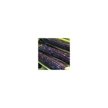 Premier Seeds Direct CRN02 Heirloom Flint Corn Blue Hopi Seeds (Pack of ... - $9.60 CAD