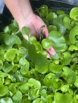 WEEKLY SALE (25) Water Hyacinth Koi Pond Floating Plants Algae Medium 3”... - $36.11