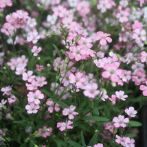 325 Seeds Babys Breath Pink Baby Annual Flower Fresh Seeds Fast Shipping - $8.99