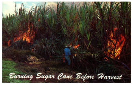 Burning Sugar Cane Fields Hawaii Postcard Posted 1962 - £5.43 GBP
