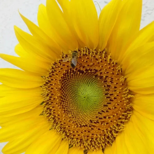 100 Seeds Black Oil Sunflower Helianthus Annuus Yellow Hummingbird Bird Flower F - £15.52 GBP