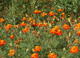 Grow In US 200 Seeds Marigold Nematode Control Mix Beneficial Heirloom Tall Edib - £8.00 GBP