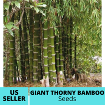 Green Giant Thorny Bamboo Seeds Bambusa bambos Seed 20 Pcs - $19.45