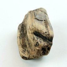 Petrified Wood 2.9 oz, 3” x 1.5" x 1" Wooden Rock Stone Fossil Collectible