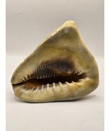 Conch Sheashell-6.5&quot; Length and 6&quot; Height - €22,09 EUR