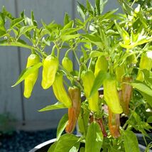 Fresh 30 Golden Greek Pepperoncini Pepper Seeds  - $5.89