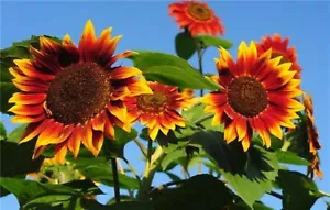 10 Evening Sun Sunflower Seeds Premium Flower Seed Beautiful Usa Fresh - £7.05 GBP
