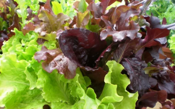 Gourmet Salad Blend Lettuce Seeds 600+ Vegetable Non Gmo Us Fresh Garden - £5.16 GBP