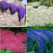 THJAR 300 Multi-Colored Rock Cress Seeds Creeping Thyme Seed Thymus Serpyllum Or - £7.70 GBP