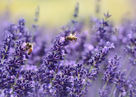200 Lavender Seeds Vera English Lavender Variety Sizes US Fast Shipping - $35.52 MXN