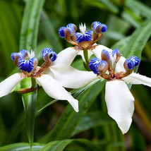 100 Seeds White Colour Iris Orchid Seeds Beautiful Perennial Flowers Seeds - £23.12 GBP