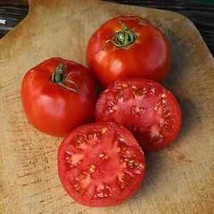 SEPTH 50 Seeds Jet Star Tomato Tomatoe Vegetable Garden Edible Food - $5.49