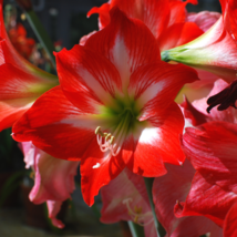 Amaryllis 100 PCS Seeds - $9.89