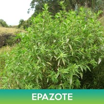 epazote seeds, mexican-tea, chenopodium ambrosioides - £8.62 GBP