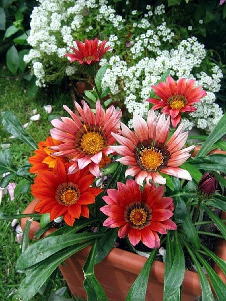 10 Seeds Gazania Flower - $9.88