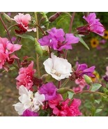 HT Clarkia Flower Seeds 1000 Annual Flower Godetia Mixed Colors Garden S... - $19.84 CAD