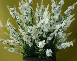 MOST FRAGRANT! 30+ WHITE LAVENDULA WHITE LAVENDER FLOWER SEEDS  - $9.84