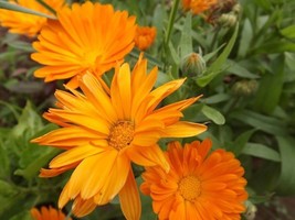 Pot Marigold - Calendula officinalis - 20+ Seeds - Graines - Samen - Ed 008 - $75.80 MXN